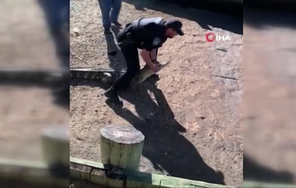 ABŞ-da evə girən timsahı polislər çaya qaytarıb