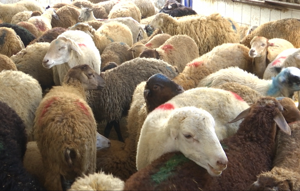 Qurbanlıq qoyunların qiymətində artım yoxdur