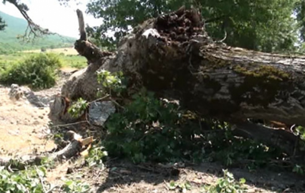 İsmayıllıda iri gövdəli ağac aşıb, yol bağlanıb