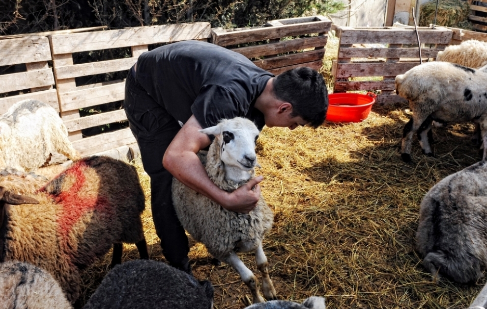 Qurban bayramı ilə bağlı heyvan satışı və kəsimi həyata keçirilir