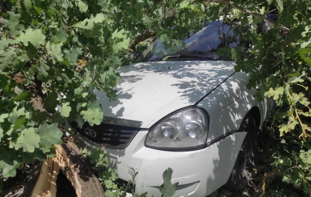 Xaçmazda ağac avtomobilin üstünə düşüb