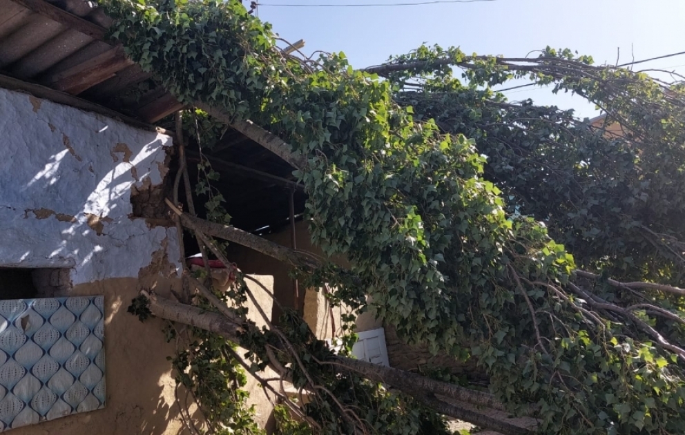 Qubada küləyin təsirindən aşan çinar ağacı elektrik, rabitə və qaz xətlərinə ziyan vurub