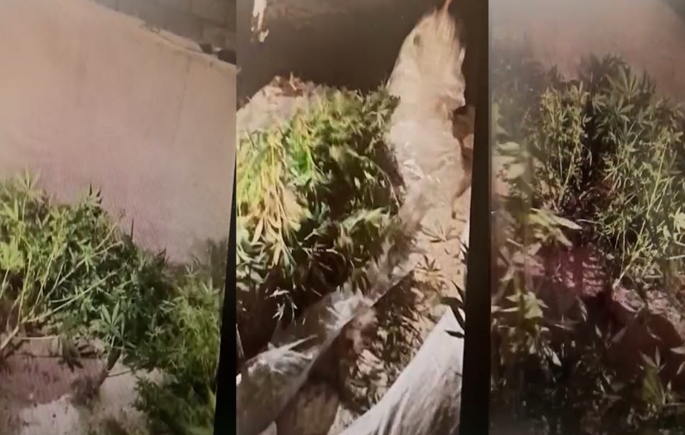 Digah qəsəbəsində həyətində narkotik tərkibli çətənə kolları əkən şəxs saxlanılıb