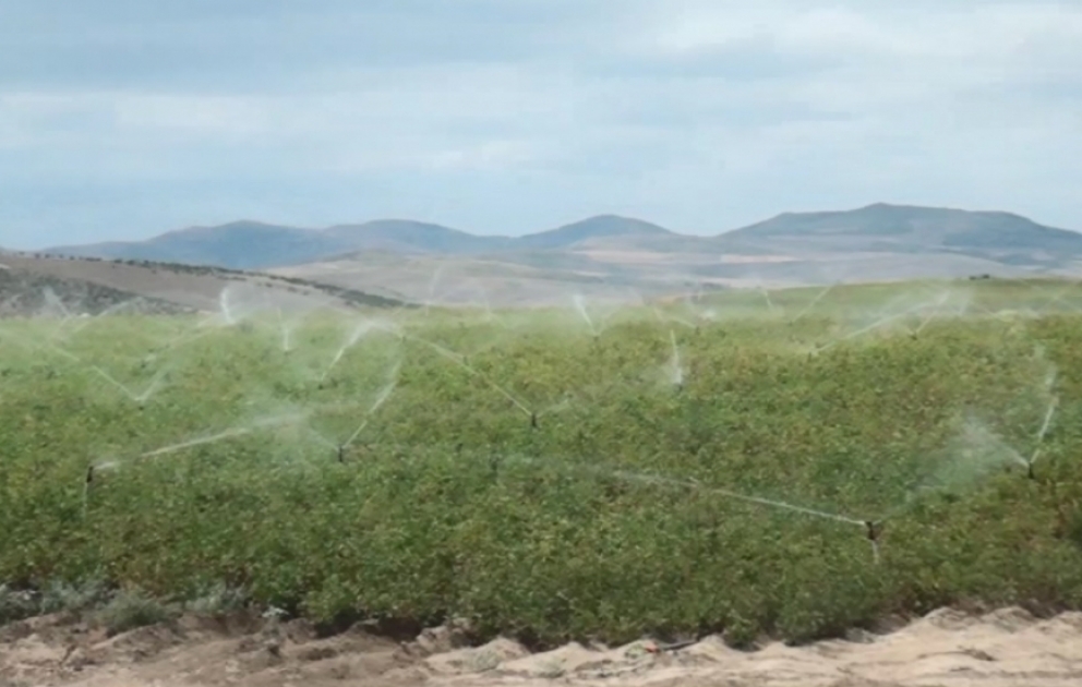 Qazaxda əkin sahələrinin suvarılması davam edir