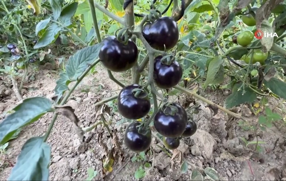 Türkiyəli fermer qara pomidor becərib