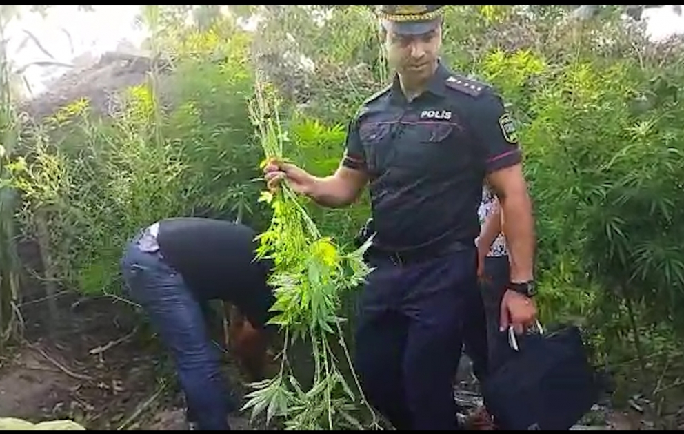 Çətənə bitkisi becərən Xaçmaz sakinindən 5 kiloqramdan çox marixuana götürülüb