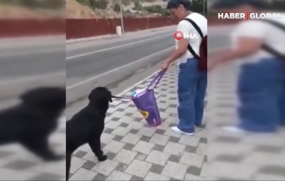 Türkiyədə qadına çantasını daşımağa kömək edən it