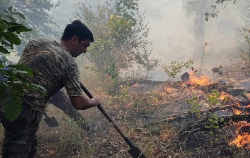 Masallı rayonunun Məmmədoba kəndi yaxınlığında yanğının söndürülməsi istiqamətində tədbirlər davam etdirilir