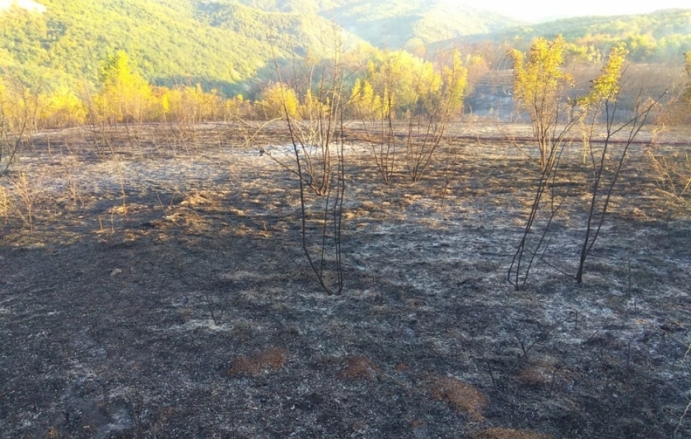 İsmayıllıda yanğının meşə ərazisinə keçməsinin qarşısı alınıb