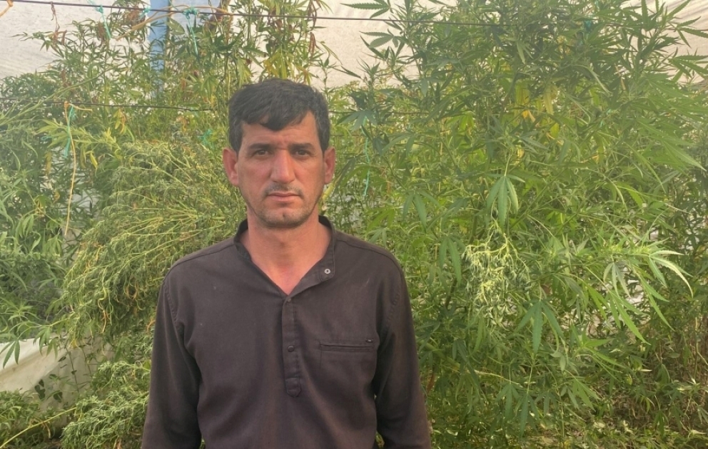 İstixanada narkotik tərkibli bitkilər becərən Salyan rayon sakini saxlanılıb