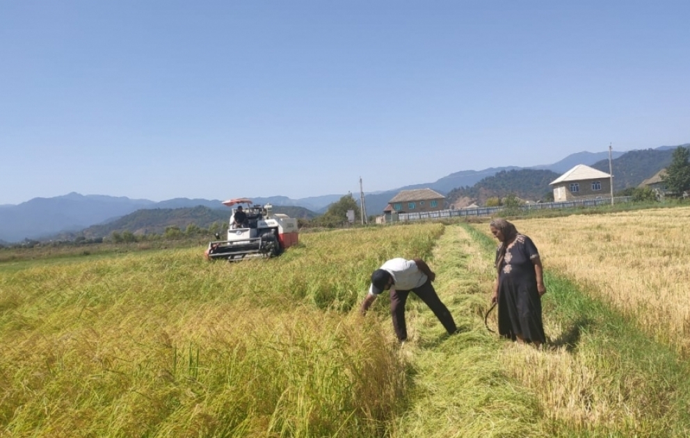 Sertifikatlı toxum olarsa, məhsuldarlığı iki dəfə artırmaq olar - Astarada çəltik yığımı davam edir
