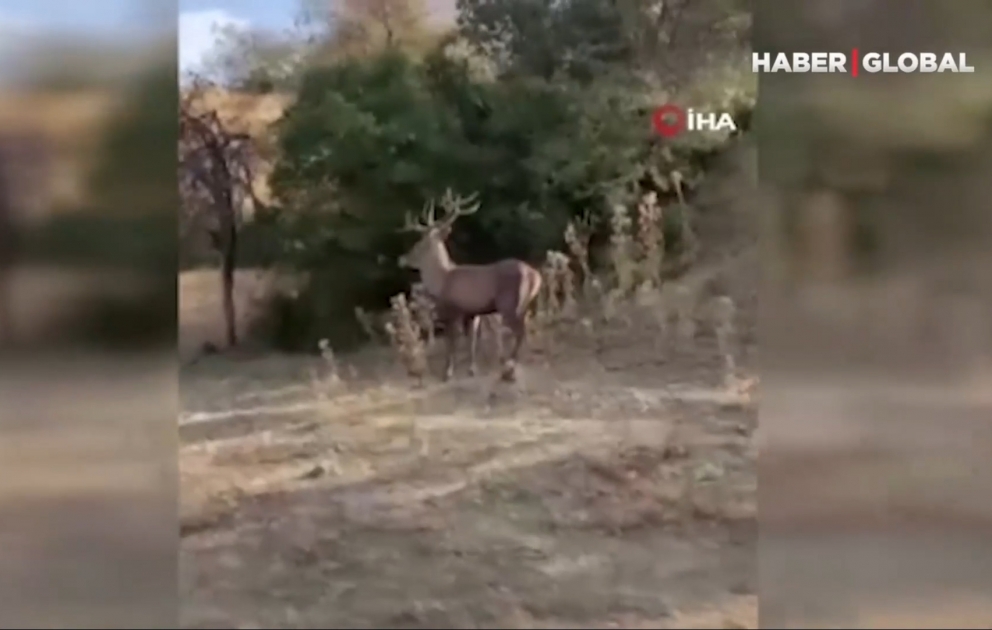 Adı qırmızı kitabda olan maral məktəbin həyətinə daxil oldu