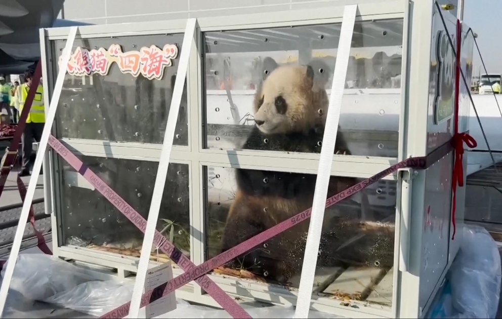 «Süheyl» və «Sürəyya» adlı pandalar Qətərdə