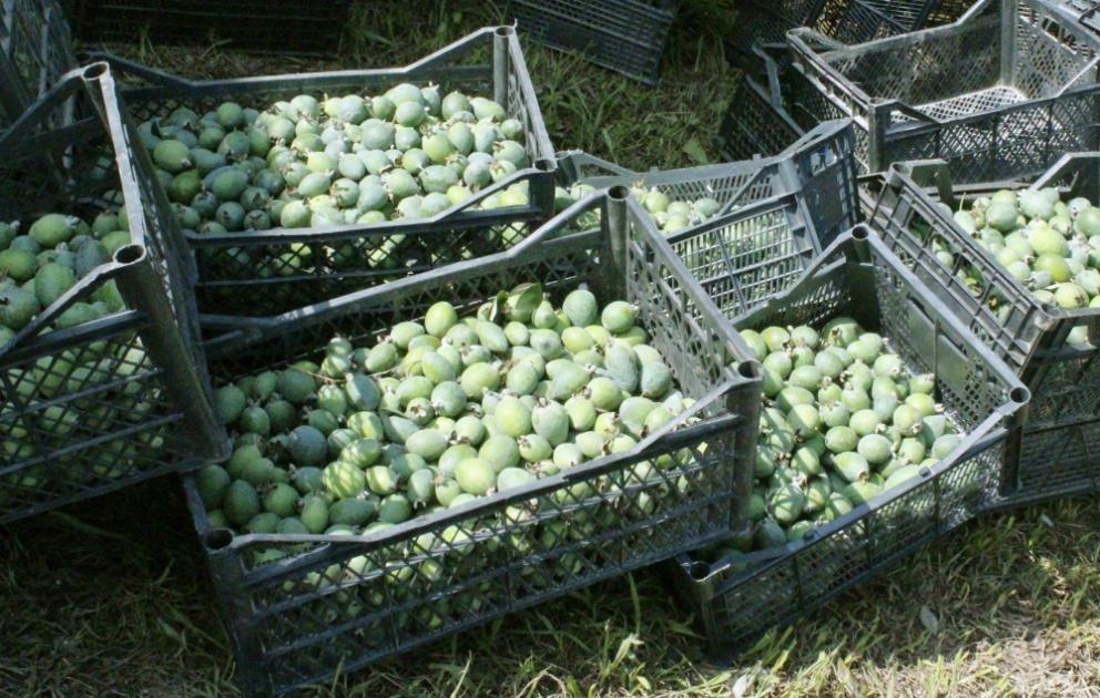 Astaranın sitrus bağlarında feyxoa yığımına başlanılıb