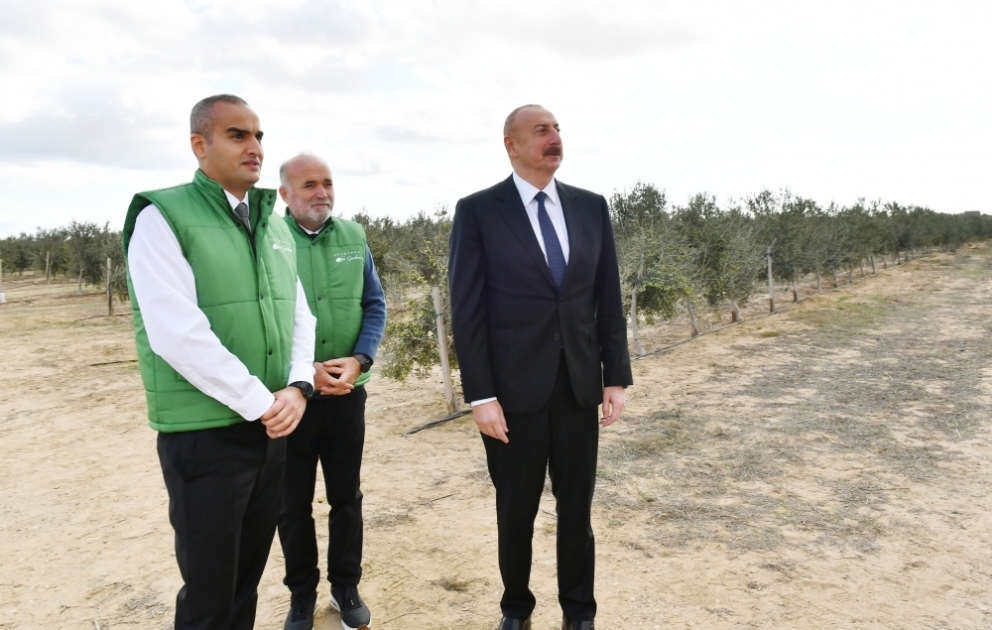 Prezident İlham Əliyev Zirə qəsəbəsində zeytun yağı və süfrəlik zeytun məhsullarının emalı zavodunun açılışında iştirak edib