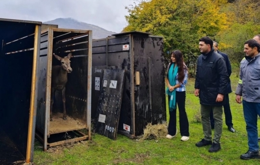 Erste Rothirsche im Schahdagh-Nationalpark in freie Wildbahn entlassen