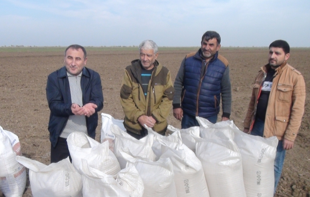 Bu il Biləsuvarda 34 min hektardan çox sahədə taxıl əkiləcək