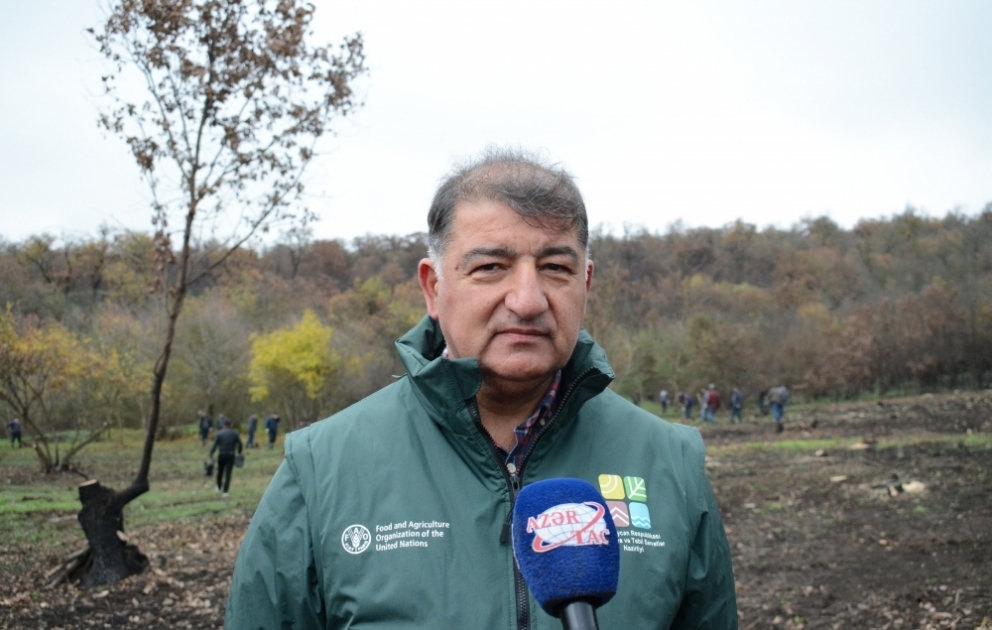 Nazir müavini: Payız əkini dövründə 800 hektar ərazidə 600 min ağac əkilib