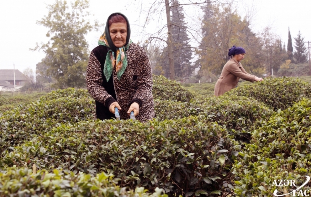 Atasından miras qalan çayçılığı bu gün də davam etdirir