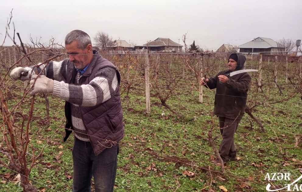Üzüm bağından yaxşı məhsul əldə etmək üçün düzgün budama aparmaq vacibdir