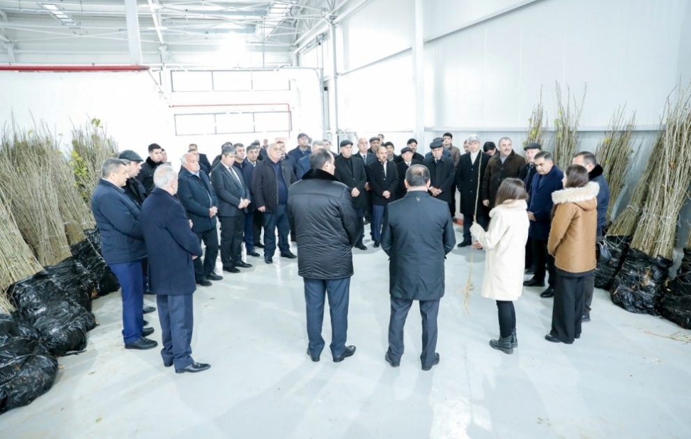 Azərbaycanda yetişdirilmiş 1 milyona yaxın yerli tut tingi fermerlərə paylanıb