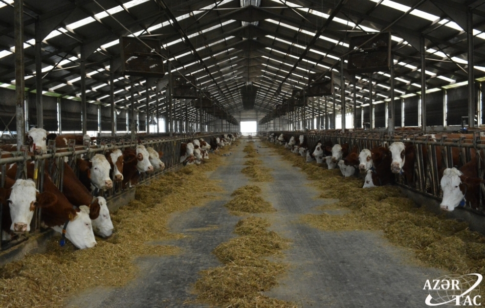 “Yalama Aqropark”da bu il 473 ton ət istehsal olunub