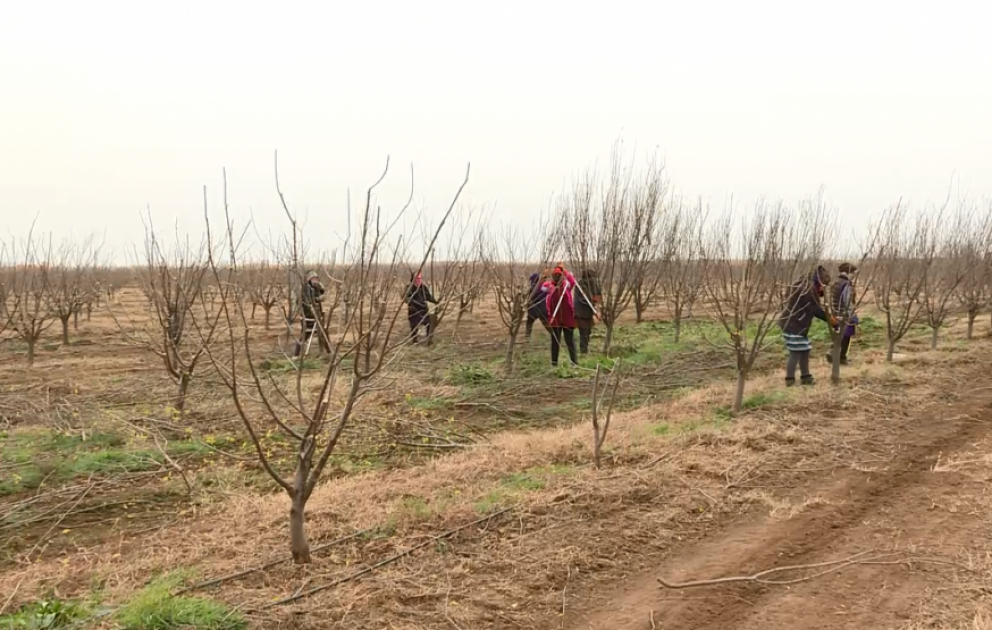 Saatlıda intensiv alça bağında çiçəklərin mayalanması üçün bal arısı və ya bombus arılarından istifadə olunacaq