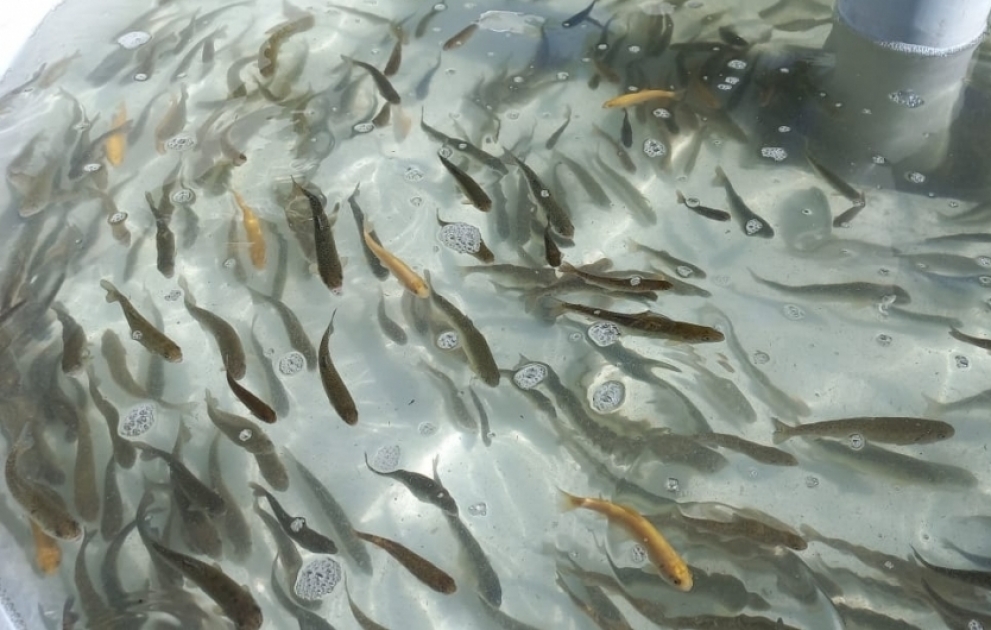 Jungforellen in den Hekari Fluss ausgesetzt