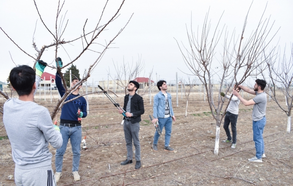ADAU-da “Heydər Əliyev İli” çərçivəsində ağacəkmə aksiyası keçirilib