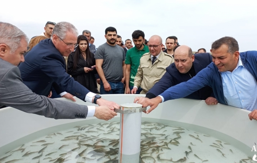 Xaçınçay su anbarına balıq körpələri buraxılıb