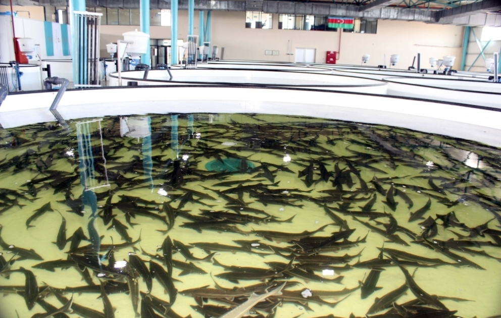 “Azerbaijan Fish Farm”də istehsal olunan məhsullar xarici ölkələrə də ixrac edilir