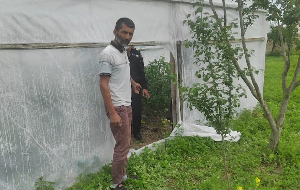 Narkotik tərkibli bitkilərin kultivasiyası ilə məşğul olan şəxs tutuldu