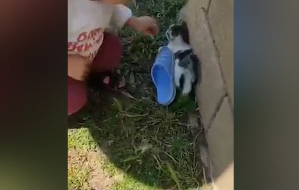 Pişik balasına qarşı aqressiya gündəm oldu