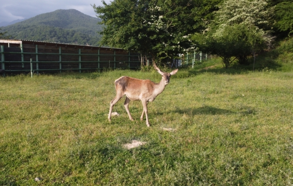 Ölkəmizin təbiətində 800 başadək maral yaşayır
