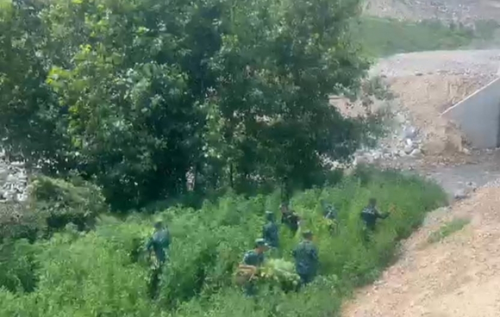 Qubadlıda bir tondan çox çətənə kolu məhv edilib