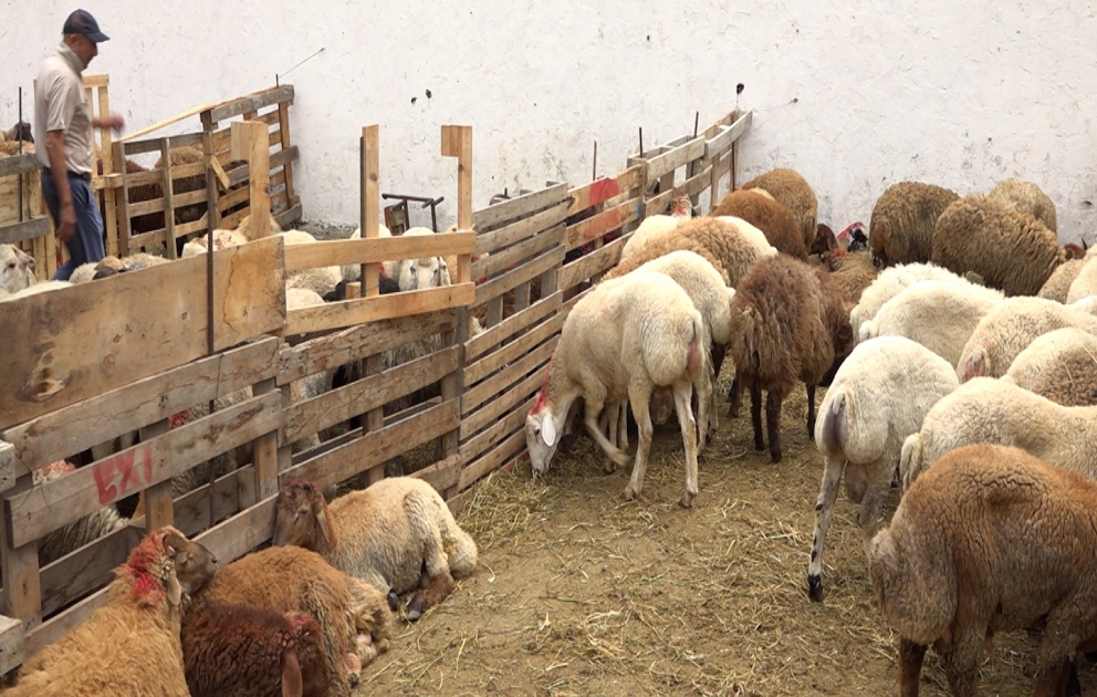 Azərbaycanda Qurban bayramıdır: Bəs qiymətlər alıcıları qane edirmi?