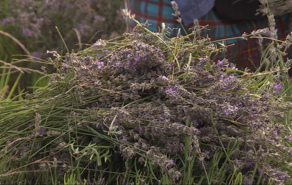 Tibb və parfümeriyanın əsas vasitəsi - Lavanda sahəsindən REPORTAJ