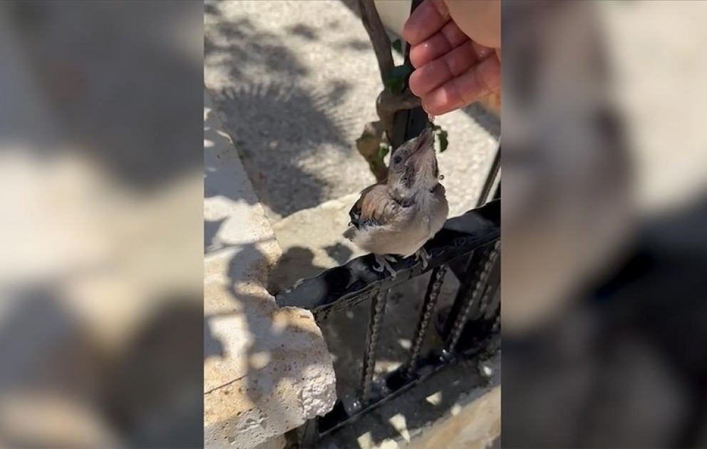 İstidə halsızlaşıb uça bilməyən quşa su içirdib ayıltdılar