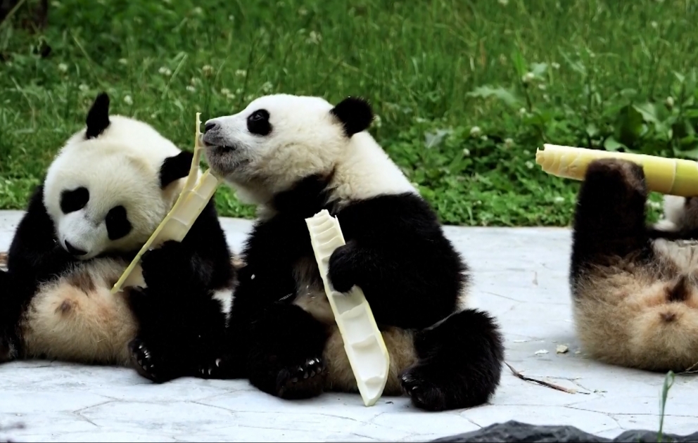 Panda balalarının bambuk sevgisi