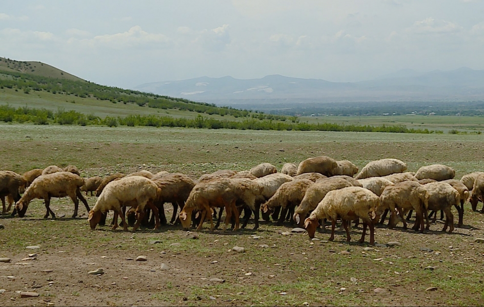 Qeyri-sabit hava şəraiti qoyunçuluq təsərrüfatlarına mənfi təsir edib