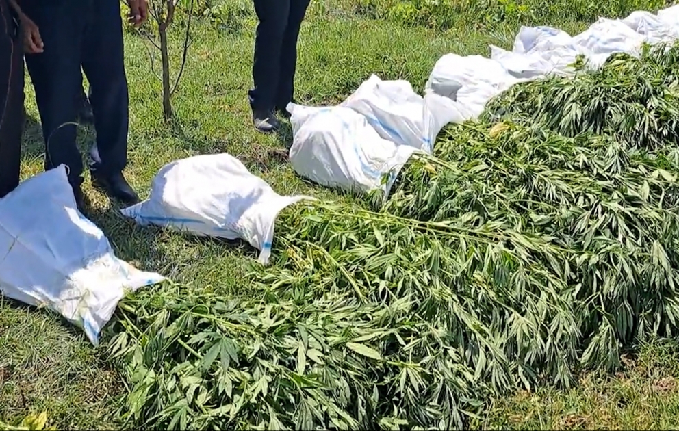 Zərdab sakinindən 13 kiloqram marixuana aşkar edilib