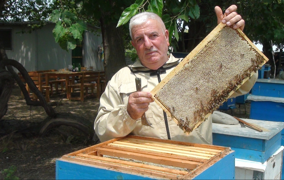 Hava şəraiti və Mərakeş çəyirtkələri biyan balı təsərrüfatına ciddi ziyan vurub