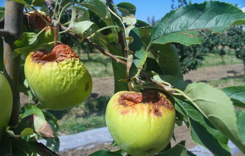 İsti havalar meyvə bağlarına necə ziyan vurur?
