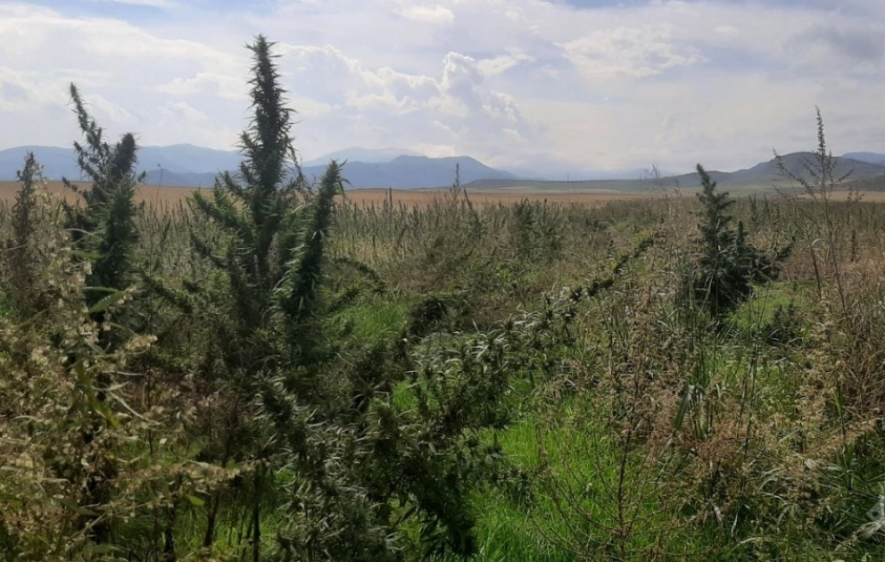 Xocalıda narkotik plantasiyası aşkarlanıb
