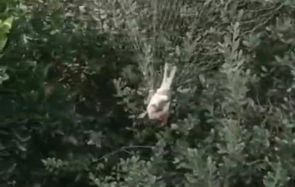 Astarada ağaclara tor qurmaqla qanunsuz ov edən şəxslər aşkarlanıb