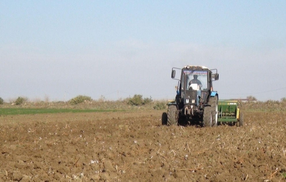 Biləsuvarda dənli bitkilərin payızlıq əkini aparılır