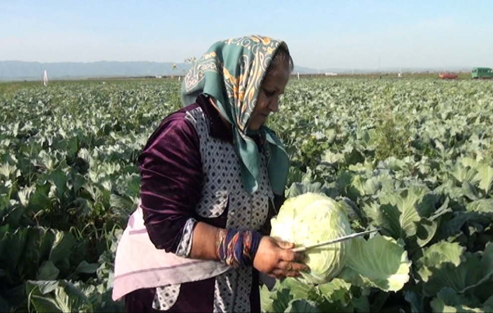Çörəyi kələmdən çıxan təsərrüfatçı ailə