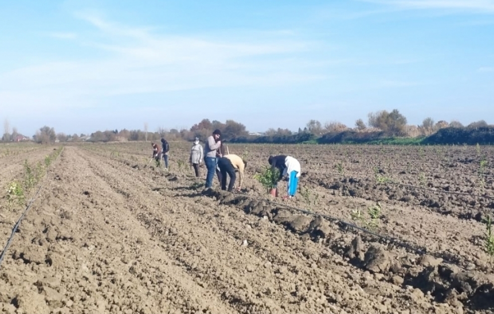 Masallıda intensiv sitrus bağı salınır