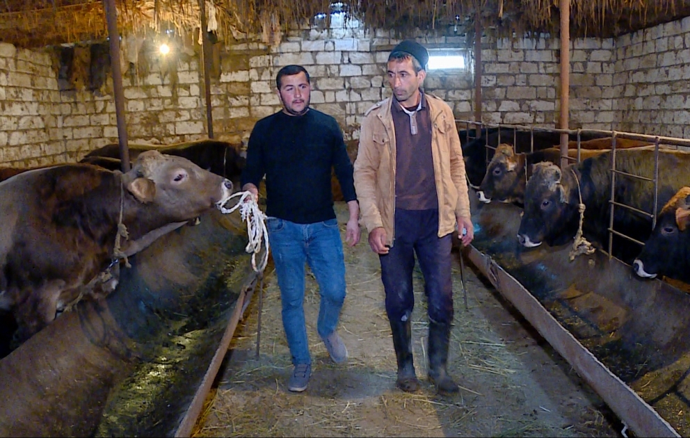 Kökəltmə ilə məşğul olan fermerlərin problemləri