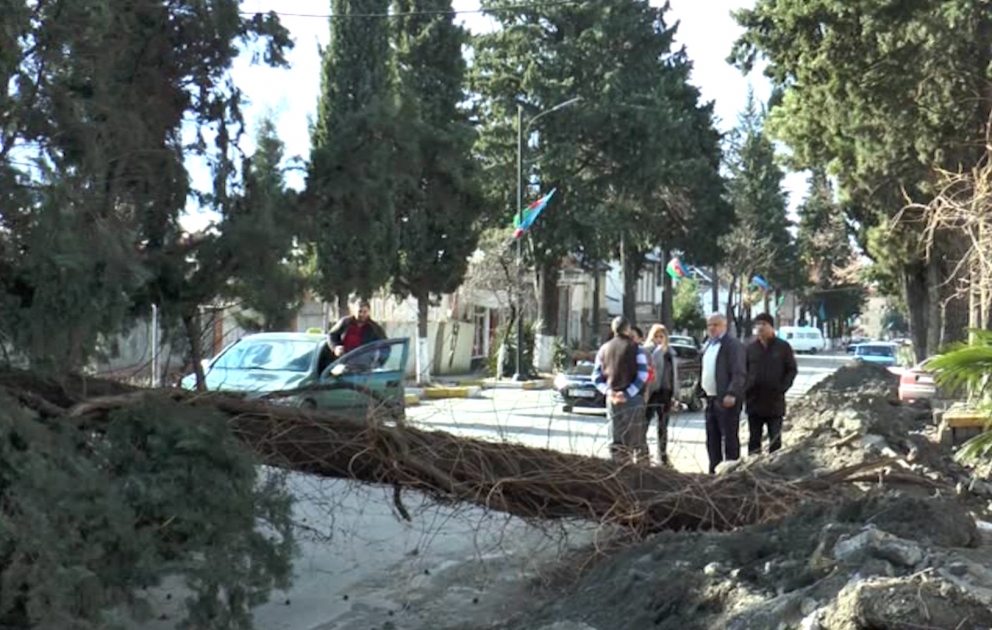 Güclü külək Zaqatalada fəsadlara səbəb olub